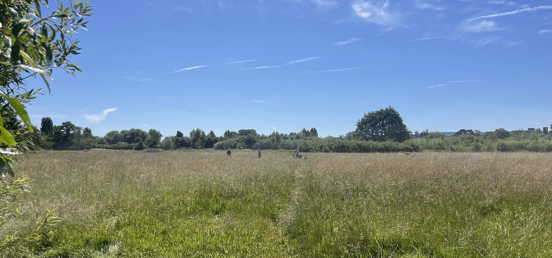 Longrun Meadow WEB