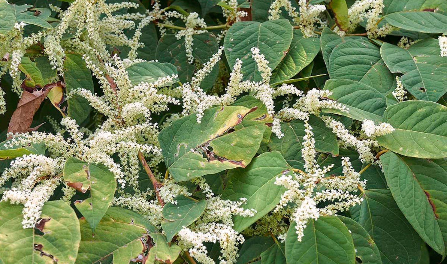 In a tangle over Japanese Knotweed...